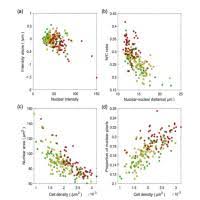 Automated analysis of scattering-based light sheet microscopy images of  anal squamous intraepithelial lesions