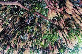 We did not find results for: Hawaii Gardens Fruit Trees Can Offer Bounty To Be Shared With Ohana Honolulu Star Advertiser