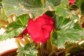 Begonia Leaf Curl How To Help A Begonia With Curled Leaves Plants Fertilizer For Plants Pothos Plant