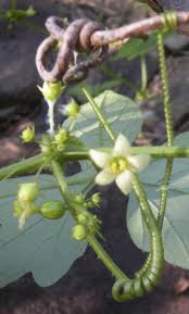 Image result for Diplocyclos