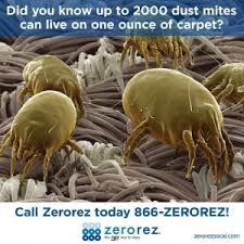 Image result for Dust mite