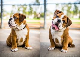 Find the perfect english bulldog puppy for sale in los angeles california, ca at puppyfind.com. Irvine Pet Photography English Bulldog Puppy