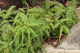 Image result for Dicranopteris elegantula