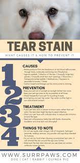 Tear Stain What Caused It And How To Prevent It Tear Stains Dog Tear Stains Pets