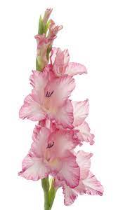 Gladiola Gladiolus Flower Gladiolus Flower Tattoos Gladiolus