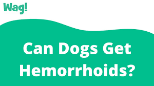 Both of these have been shown to help with treating hemorrhoids. Can Dogs Get Hemorrhoids Wag