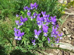 Image result for Rinorea brachypetala