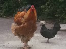 Coq Brahma Avec Autres Poules On peut parler d'une poule géante. coq brahma avec autres poules