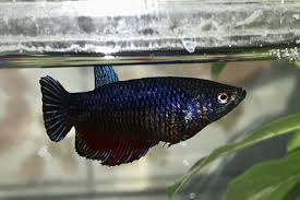 Is My Female Betta Bloated Or Egg Bound My Aquarium Club