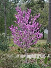 These versatile trees are also one of the best flowering trees for our area. Small Trees For Big Impacts East Texas Gardening