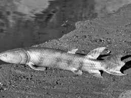 Image result for Oreophyton