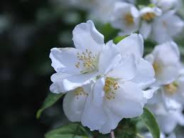 Flowers in full bloom dotted along a textured branch featuring smooth, realistic flowers make our cherry blossom so beautiful. Mock Orange Blossoms Free Stock Photo Public Domain Pictures