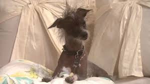 Best friends whenever / cast Meet The Stars Molto Bene Good Dog Animals