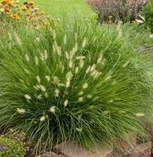 Maybe you would like to learn more about one of these? Little Bunny Miniature Fountain Grass Pennisetum Alopecuroides Proven Winners