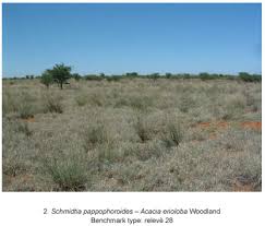 Image result for Pegolettia retrofracta