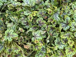 Image result for Hartliella