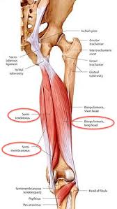 Did you know that that glutes (gluteus maximus) are the largest muscles in the body? Proximal Hamstring Tendinosis And Partial Ruptures Dominic Carreira Md Hip Arthroscopy Foot Ankle Surgery