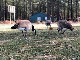 How do i begin a control program for geese? Best Tips For How To Get Rid Of Geese Avian Control