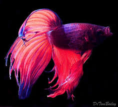 Male Betta Fish For Sale Betta Fish Fish Betta