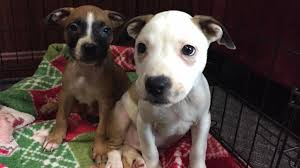 This gives the owner an opportunity to see if you are purchasing a boxer puppy, the dog should be at least 8 weeks old. Boxer Puppy Archives 47abc