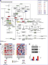 Genes In The Glutathione Metabolism Pathway Are Differentially Download Scientific Diagram