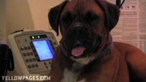 Get reviews, hours, directions, coupons and more for zeeb pet health center at 1120 commerce park dr ste d, dewitt, mi 48820. Dewitt Pet Health Center Vet Clinic Animal Hospital In Cute766