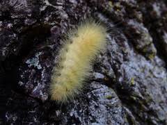 Caterpillars Of Ontario Inaturalist