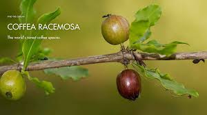 Image result for Coffea