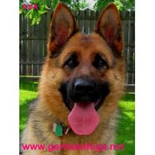 Maybe you would like to learn more about one of these? German Dogs German Shepherd Dog Breeder In La Grange Missouri