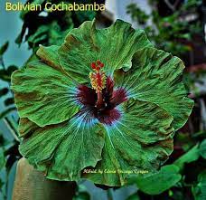 Bolivian Coxhabamba Hibiscus Plant Hibiscus Flowers Amazing Flowers