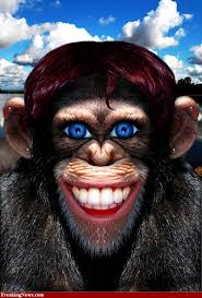 Crazy Photos Crazy Monkey With Human Face Pics High Resolution Photoshopped Animals Funny Photoshop Monkey Pictures