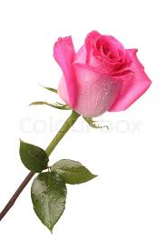 Your pink rose stock images are ready. Pink Rose With Drops Of Water On A Stock Image Colourbox