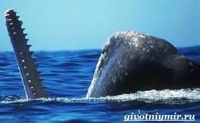 Ada sejumlah makanan penambah sperma yang patu dikonsumsi pria agar makin subur, dari mulai tiram, pisang, pepaya, hingga daging ayam. Apakah Paus Sperma Punya Gigi Fakta Menarik Tentang Paus Sperma 16 Foto Gaya Hidup Dan Reproduksi