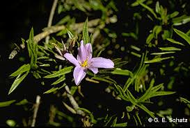 Image result for Xerophyta villosa