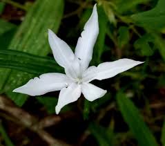 Image result for Savannosiphon euryphyllus