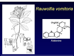 Image result for Rauvolfia vomitoria