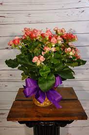 Pink Begonia Begonia Flower Arrangements Pink