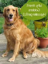 Golden Retriever Hypoallergenic Petsidi