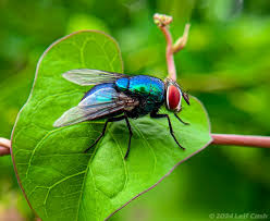 Image result for Callichilia