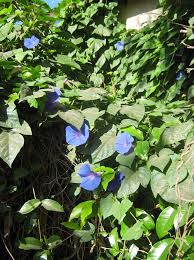 Image result for Ipomoea blepharophylla