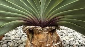 Image result for Boophone