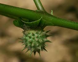 Image result for Datura inoxia