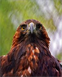 Birds Of Prey Animals List Passport Photo Birds Of Prey Pet Birds Largest Bird Of Prey