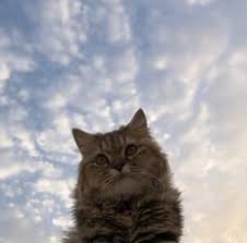 صور قطط قطوه in 2021 cats animals