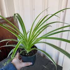 Image result for Chlorophytum comosum