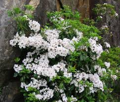 Snowdrift Mountain Laurel Evergreen Spring Fragrant Flower Would Give Form And Structure Especially In Landscape Nursery Laurel Shrub Organic Gardening Soil