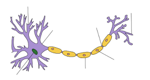 They have different shapes depending on what job they do within an animal's body. Dendrite Wikipedia