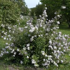 Image result for Deutzia x hybrida ′Mont Rose