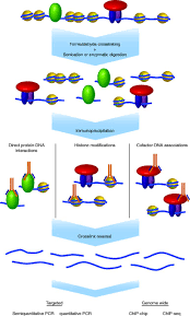 This technique is widely used in stem cell research and understanding disease progression. Chromatin Immunoprecipitation Advancing Analysis Of Nuclear Hormone Signaling In Journal Of Molecular Endocrinology Volume 49 Issue 2 2012
