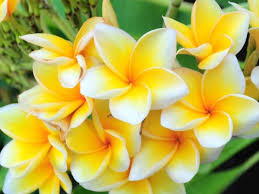 Dan nama lain dari bung ini yaitu plumeria acuminate w.t.ait. Manfaat Dari Bunga Kamboja Yang Jarang Diketahui Orang